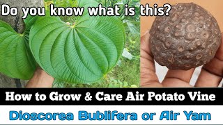 How to Grow Air Potato Vine  How to Grow and Care for Dioscorea Bublifera  हवाई कंद या वराह कंद [upl. by Las]