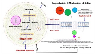 Topic 61 Antifungal Drugs  Amphotericin B  Mechanism of Action  MOA of Amphotericin B [upl. by Tikna]