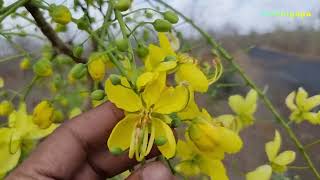 अमलतास के फायदे और नुकसान Amaltas ke Fayde Amaltas Benefits [upl. by Lenej]