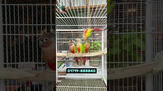 Sell Post Yellow Sided amp Pineapple Conure Double Red Factor Full Adult Pair [upl. by Sumedocin]