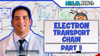 Metabolism  Electron Transport Chain DETAILED  Part 2 [upl. by Gisele]