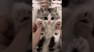 Cutest Pets Compilation part 9 shorts short shortvideo [upl. by Ballman]