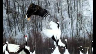 Політ над землею Earthflight BBC Discovery на Мега [upl. by Zinn]