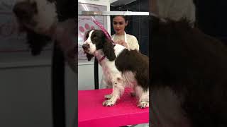 springer spaniel grooming Marie’s pet amp grooming [upl. by Atilrac853]