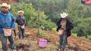 🌽🌾Hoy les mostramos como sembramos nuestro maíz frijol y calabaza para nuestro consumo [upl. by Smail]