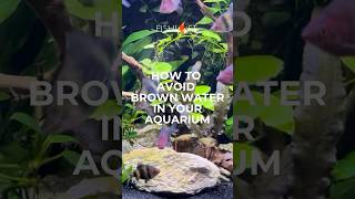 Avoiding Brown Water In Your Aquarium [upl. by Annah291]