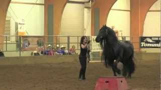 FRIESIAN STALLION UNBELIEVABLE Frederik the Great [upl. by Atina]