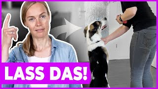 Hund korrigieren bei unerwünschtem Verhalten  VLOG [upl. by Lered545]