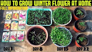 How to Grow Winter Flower At Home [upl. by Imogene]