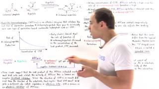 ATCase Allosteric Regulation [upl. by Inahteb]