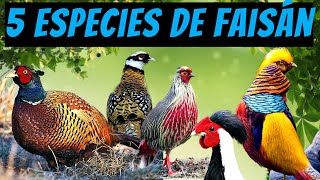 5 especies de faisán de las que nunca has oído hablar [upl. by Aeneg892]