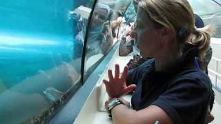 Dugong at Sydney Aquarium [upl. by Yelrebmyk]