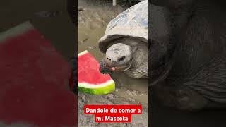 Mi hermosa tortuga 🐢 comiendo su sandía 🍉🍉🍉🍉 [upl. by Glaudia]