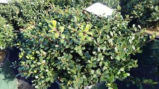 Ilex crenata Bennetts Compact Japanese Holly  GLOSSY Evergreen Foliage LOW Maintenance [upl. by Burbank]