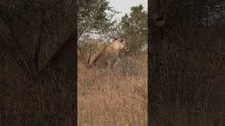 Beautiful Lioness 4k nature [upl. by Itram111]