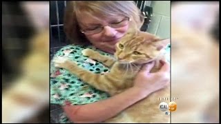 Stowaway Cat Hitches Ride To Riverside County From South Carolina [upl. by Corie]