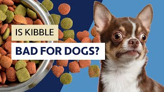 Is Kibble Bad For Dogs [upl. by Yhtomiht]