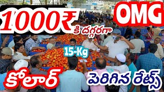 30092024 kolar tomato market ratetoday Kolar tomato market price kolartomatomarkettomato [upl. by Andreana]