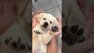 Labrador cute pyppy 🐕‍🦺😊puppy shorts doglover [upl. by Merrile673]