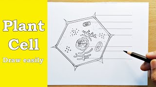 Plant cell drawing how to draw labelled diagram of plant cell  easy plant cell diagram [upl. by Naltiac]