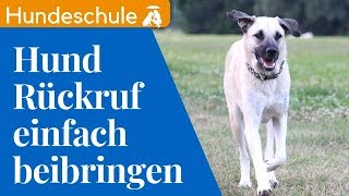 ► Hund Rückruf beibringen ☑  So rufst du garantiert JEDEN HUND PERFEKT ab  Rückruftraining Hund [upl. by Zanze805]