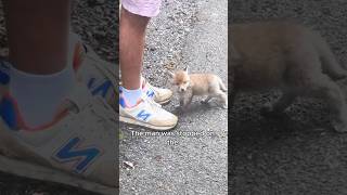 The little fox that stopped the man animals love shorts [upl. by Frechette]