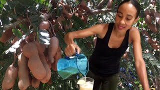 Jamaican Tamarind Drink RECIPE Tamarind BENEFITS  HOW to EAT Tamarinds  Earths Medicine [upl. by Oirevas]