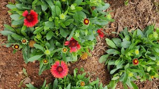 Plant Spotlight GaillardiaBlanket Flower Beautiful and perfect or the front of a garden bed [upl. by Aeiram]