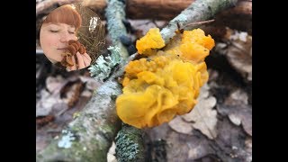 Дрожалка оранжевая  Гриб желе Tremella mesenterica Jelly fungus [upl. by Lallage]