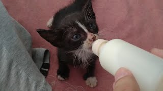 Rescue Kitten Getting Lazy After Bottle Feeding She Needs An Adopted Sibling To Play [upl. by Esilahc]