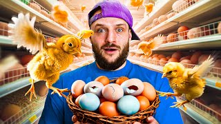 I Hatched An Army Of Supermarket Eggs [upl. by Grimbal781]