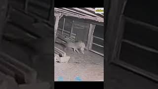 kangal vs wolf 1v1 real fight [upl. by Lemuel157]