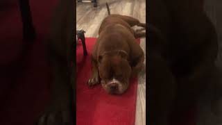 Il Risveglio di un RE 🤣 icerubacuori superstar americanbully vip pitbull [upl. by Ynahpit]