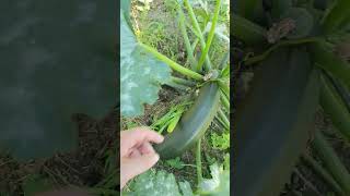 potager avec melon concombre courgette [upl. by Dulsea808]