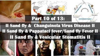 Role of Sand Flies in Spreading Changuinola Fever Papataci Fever and Vesicular Stomatitis viruses [upl. by Hennessey]