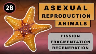 Chapter 7 How do Organisms Reproduce  Topic 2b  ASEXUAL REPRODUCTION  ANIMALS  Class 10 Science [upl. by Nicholl972]