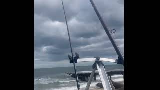 Fishing with the sonik gravity x5 flounder fishing cambois beach Northumberland [upl. by Annahtur]