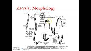 Ascaris  Morphology [upl. by Demetri]