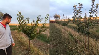 Prezentăm o livada de familie de 3 ani care a intrat pe rod in acest sezon🍎🍏🍐 [upl. by Atiuqihs]