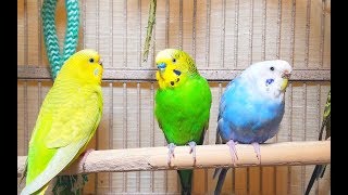 Pleasant American Parakeets Chirping Singing and Playing 4Hr of relaxation [upl. by Nnairek]