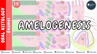 Amelogenesis  Stages of enamel formation  Tomes process  Amelogenin  NonAmelogenin  Dr Paridhi [upl. by Sahpec]