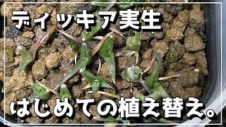 ディッキア実生苗 初めての植え替え。コケだらけや！ [upl. by Aihsa]