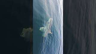 Sunfish out in Conception Bay harbour [upl. by Odelet]