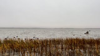 Coastal South Carolina Diver Duck Hunt [upl. by Euqinomod758]