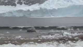 Penguins Run For Their Lives from Tsunami Wave From Calving Glacier [upl. by Eph]