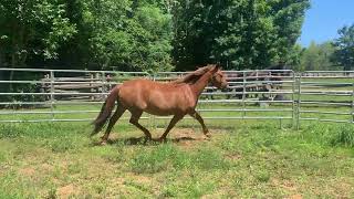 Edgewood’s purebred Canadian mare Garoy Palmer Belle [upl. by Nnaerb]