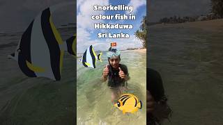 Snorkeling Hikkaduwa Sri Lanka 🇱🇰 snorkelinghikkacolourfish [upl. by Naid]