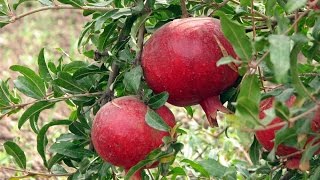 Pomegranate Punica granatum from seeds [upl. by Beryl]