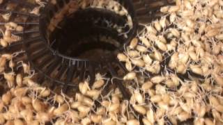 DIY EASY STEPS TO MALTING ANY GRAINS FOR HOME BREWING AT A FRACTION OF THE PRICE [upl. by Asereht579]