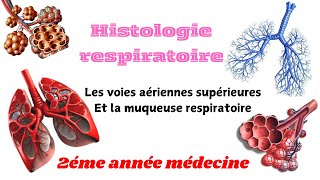 HISTOLOGIE RESOIRATOIRELes voies aériennes superieurs la muqueuse respiratoire 2éme année médecine [upl. by Yumuk]